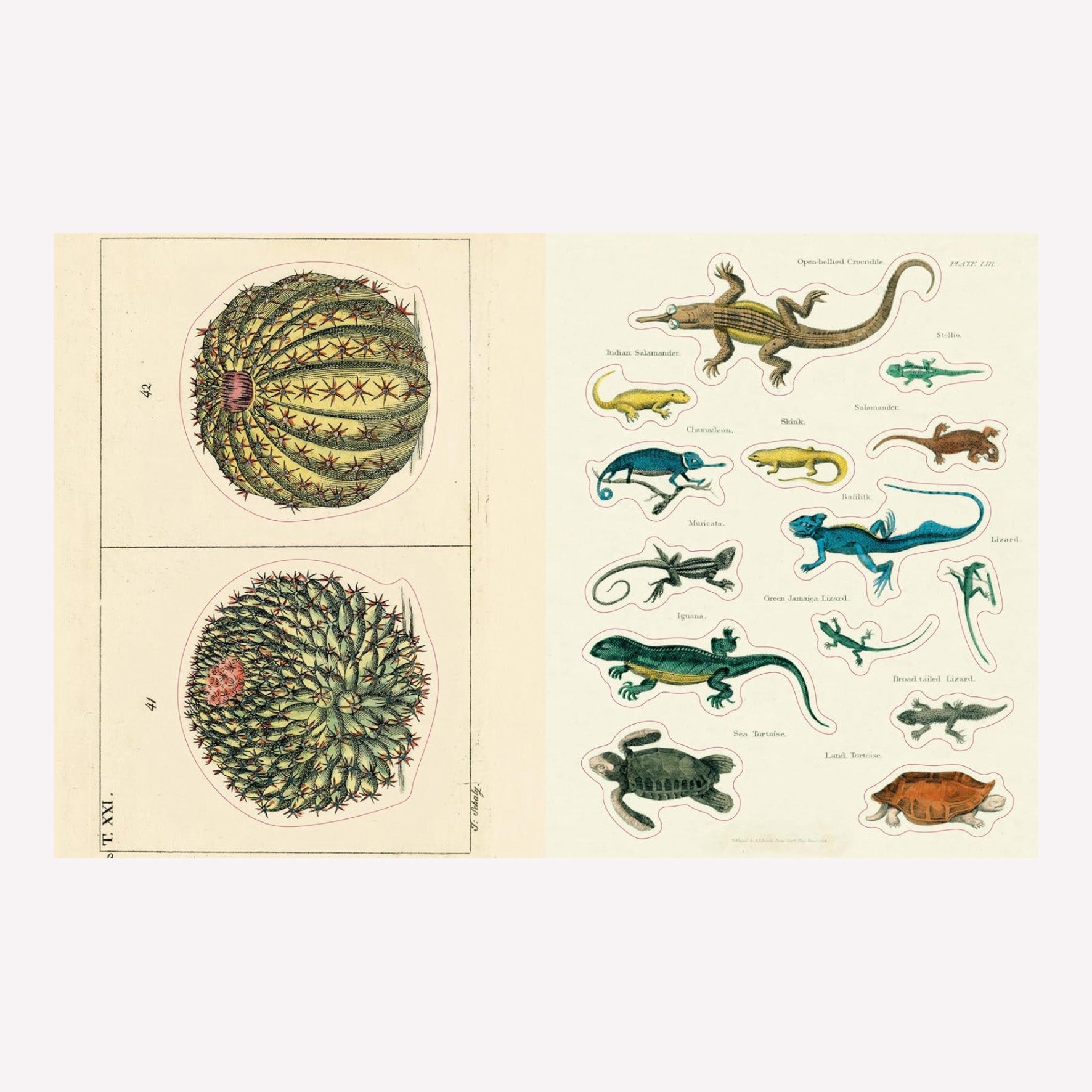 Inside John Derian's illustrated vintage sticker book, with a large illustrated sticker of two cacti and smaller gecko and lizard stickers.