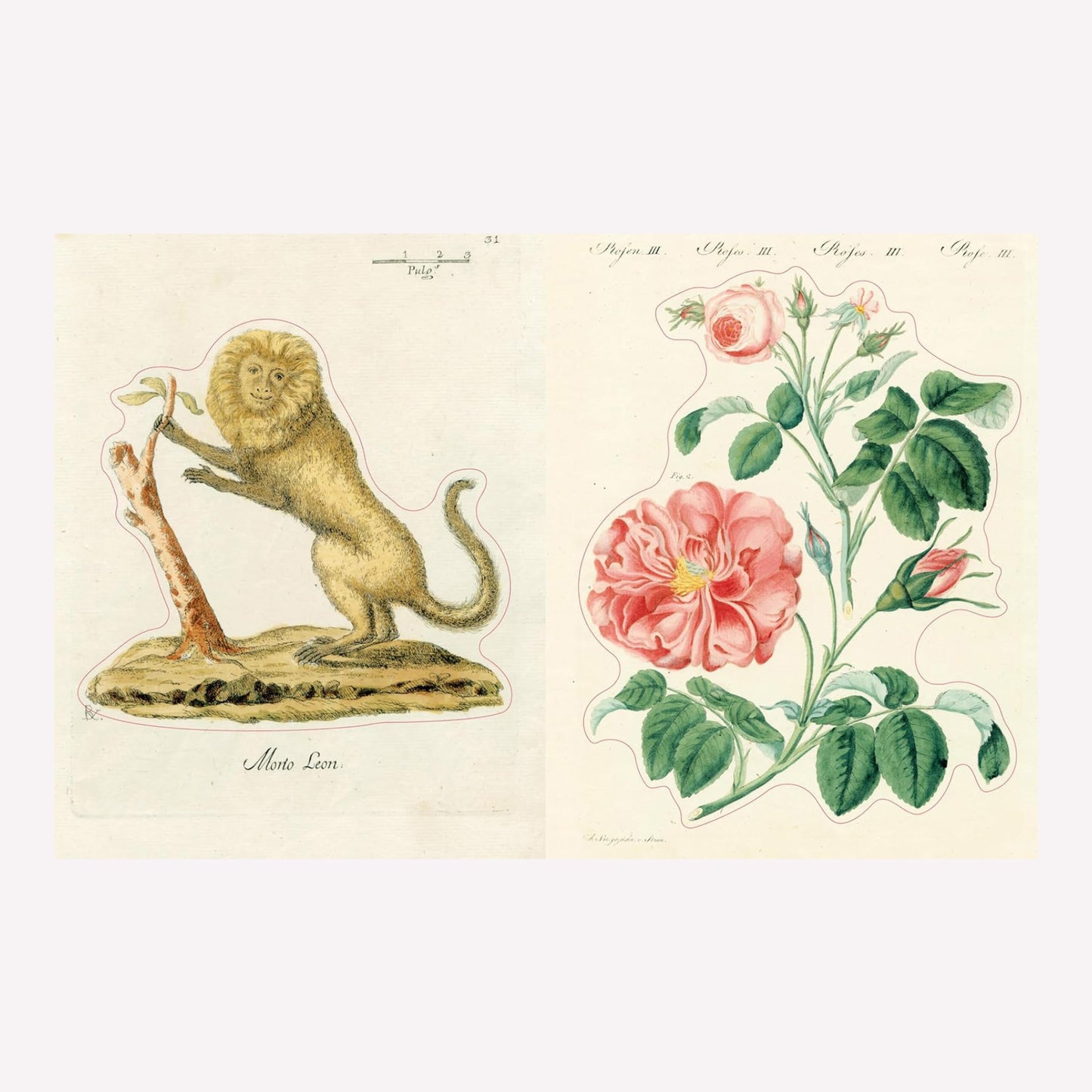 Inside John Derian's illustrated vintage sticker book, with a large vintage illustration of a lion on one page and a floral illustration on the other. 