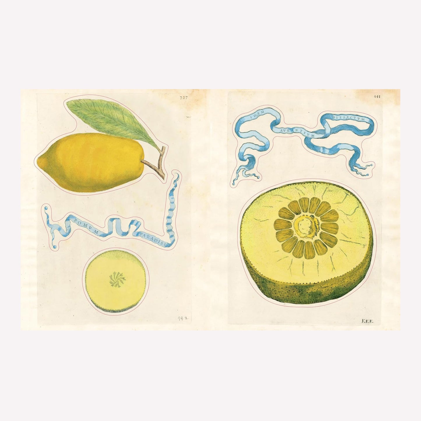 Inside John Derian's illustrated vintage sticker book, with a large vintage illustration sticker of lemons, kiwis and ribbons.