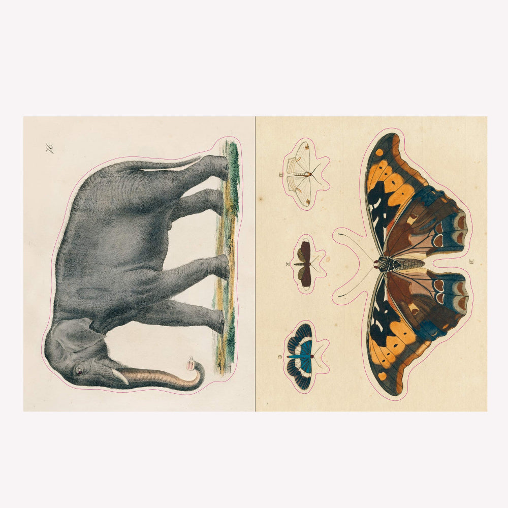 Inside John Derian's illustrated sticker book, with a large vintage illustration of an elephant and another of a butterfly.
