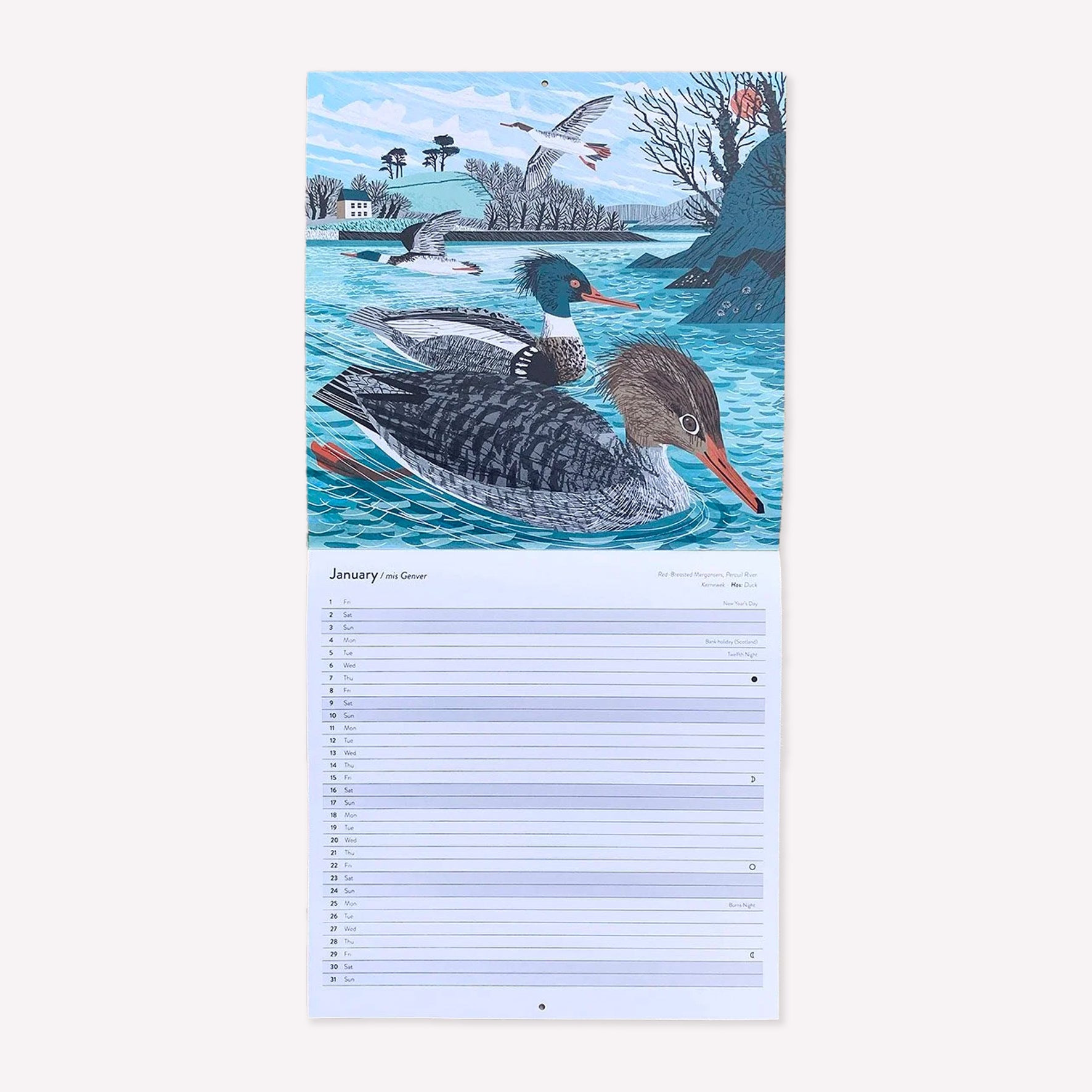 Inside Matt Johnson's ‘Cornwall, Scilly and Lundy Seabirds' Cornwall wall calendar for 2027. The calendar is opened on January, with a full illustration of Red Breasted Mergansers on the Percuil River. 
