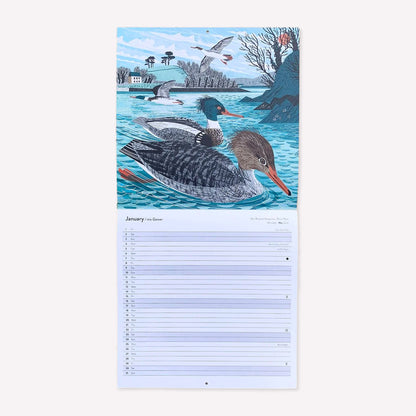 Inside Matt Johnson's ‘Cornwall, Scilly and Lundy Seabirds' Cornwall wall calendar for 2027. The calendar is opened on January, with a full illustration of Red Breasted Mergansers on the Percuil River. 