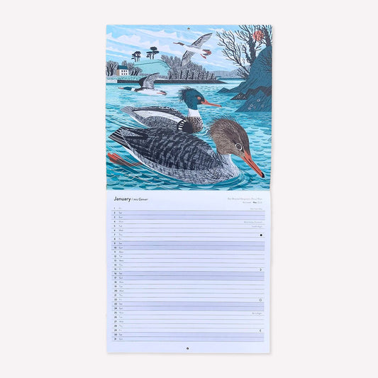 Inside Matt Johnson's ‘Cornwall, Scilly and Lundy Seabirds' Cornwall wall calendar for 2027. The calendar is opened on January, with a full illustration of Red Breasted Mergansers on the Percuil River. 
